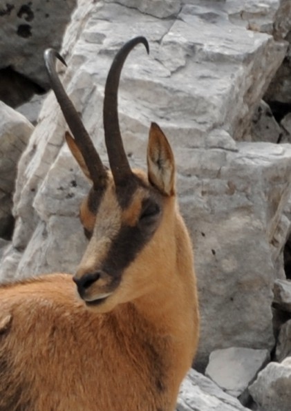 Camoscio d''Abruzzo Rupicapra pyrenaica ornata